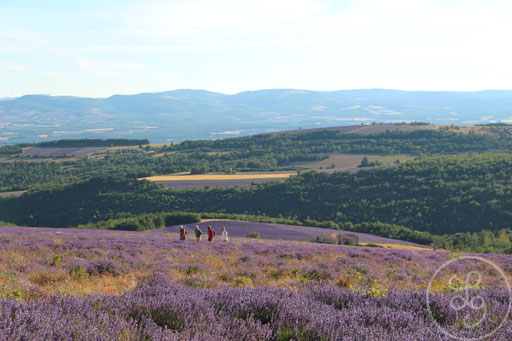 Paysage provençal, vers Sault, Provence (Vaucluse), Juillet 2020