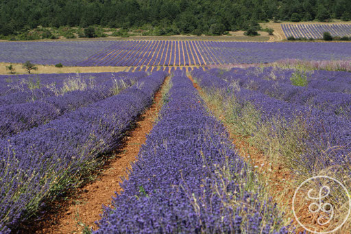 Rangées de lavandes et d'herbes, vers Sault, Provence (Vaucluse), Juillet 2020