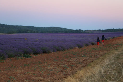 Aya et Zakaria courant au bord d'un champ de lavandes, vers Sault, Provence (Vaucluse), Juillet 2020