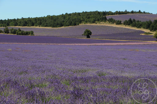 Différents champs de violet, vers Sault, Provence (Vaucluse), Juillet 2020