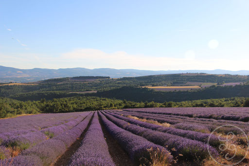 Champ de lavandes en pente, vers Sault, Provence (Vaucluse), Juillet 2020