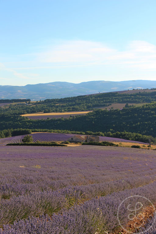 Paysage provençal violet, vers Sault, Provence (Vaucluse), Juillet 2020