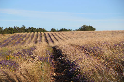 Champ de lavandes envahi par les blés sauvages, vers Sault, Provence (Vaucluse), Juillet 2020