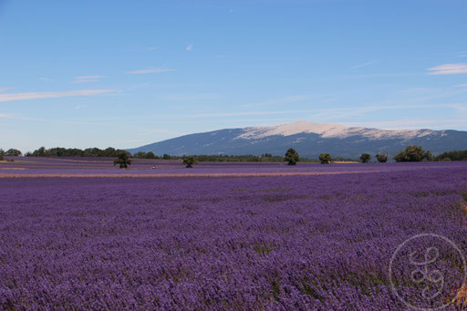 Le Mont-Ventoux derrière un champ de lavandes, vers Sault, Provence (Vaucluse), Juillet 2020