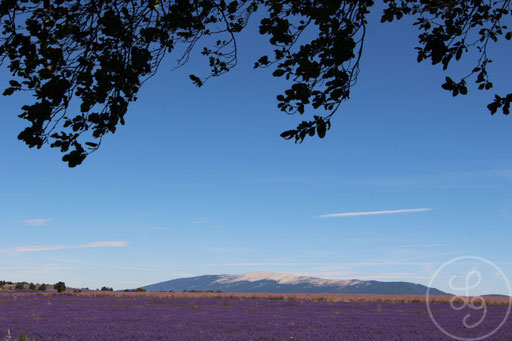 Mont-Ventoux, champ de lavandes et branche d'arbre, vers Sault, Provence (Vaucluse), Juillet 2020