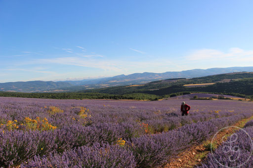 Marcheur provençal dans les champs de lavandes, vers Sault, Provence (Vaucluse), Juillet 2020