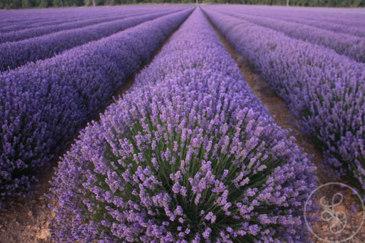 Infini de lavandes, vers Sault, Provence (Vaucluse), Juillet 2020