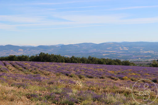 Paysage provençal, vers Sault, Provence (Vaucluse), Juillet 2020