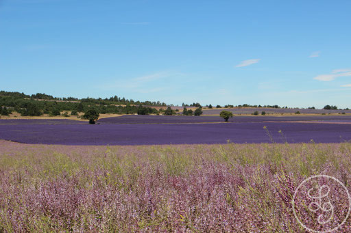 Etendue de sauge et bande de lavandes, vers Sault, Provence (Vaucluse), Juillet 2020