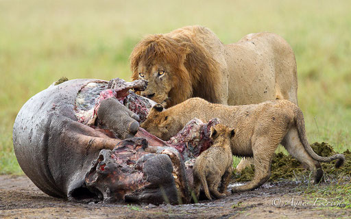 Grimace and Co (fils de Notch) mangeant un hippo - Clan d'Olkiombo