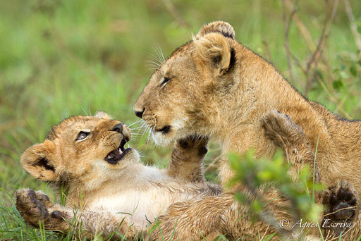 Lionceaux de la Marsh pride  (3 et 6 mois)