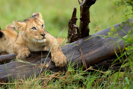 Lionceau de la Marsh pride  (3 mois)