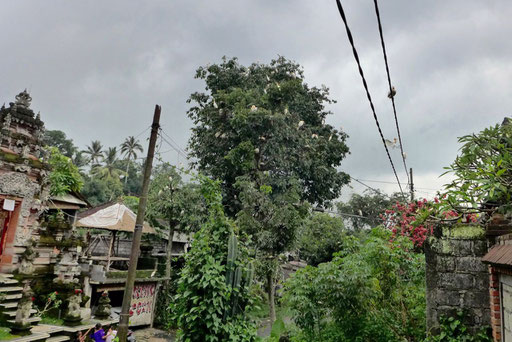 Petula Dorf der Tausend Reiher Bali