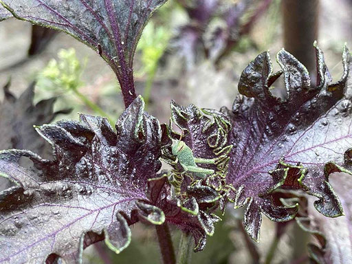 Shiso. Les feuilles sont comestibles, mais pas les habitants... un bébé criquet égyptien a élu domicile sur la plante