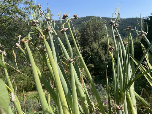 Oignon perpétuel