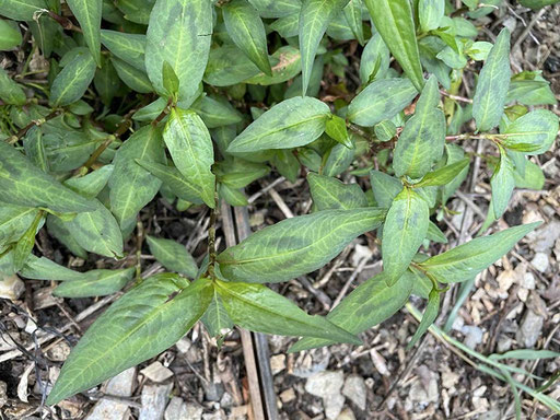 Coriandre (Persicaria odorata)