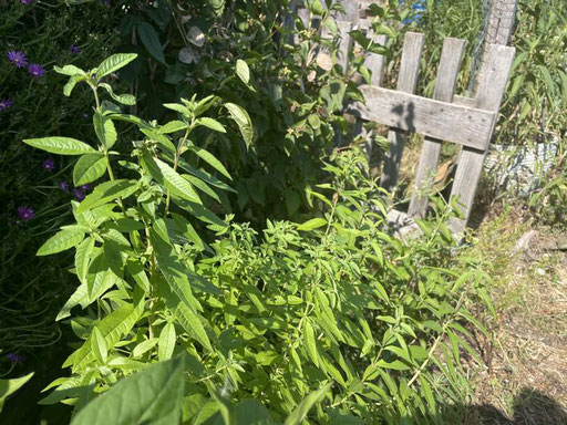 Verveine citronnelle