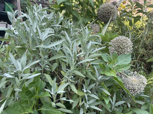 Sauge officinale