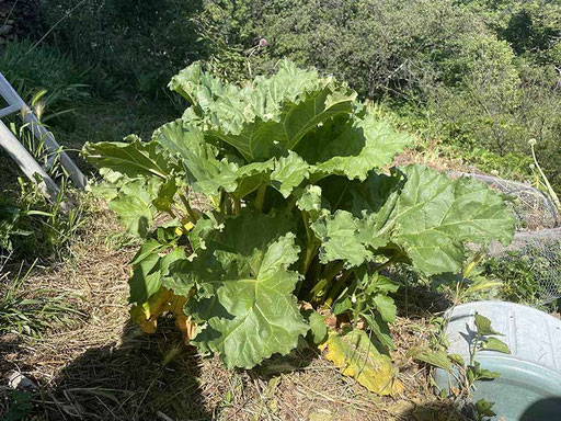 Rhubarbe