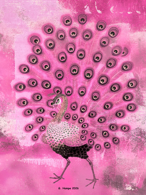 The pink peacock