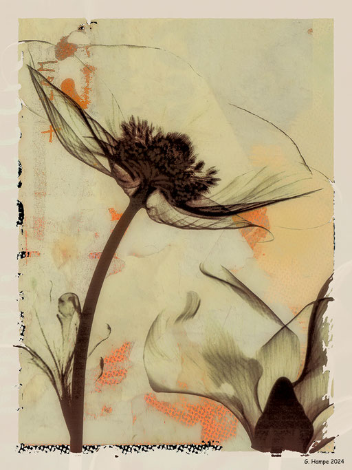 Brown flower