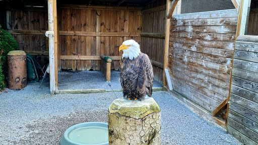 Wildpark Willingen