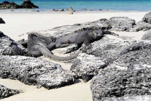 Marine Iguana