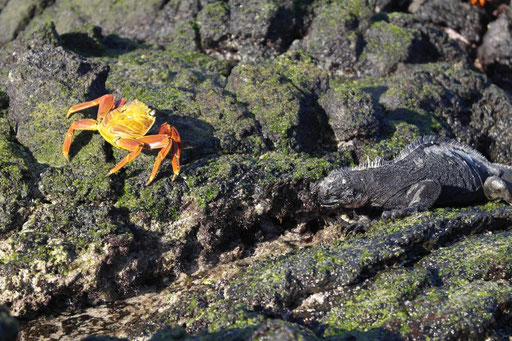 Mr.Crabs