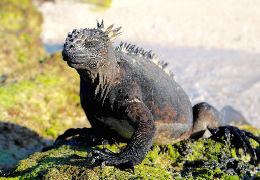 Marine Iguana