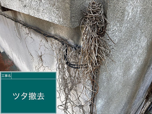 【外壁塗装の工程】蔦ツタ撤去|ビフォー