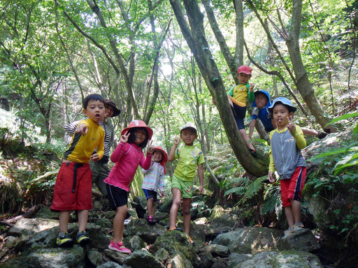 夏でも涼しい森の木陰。