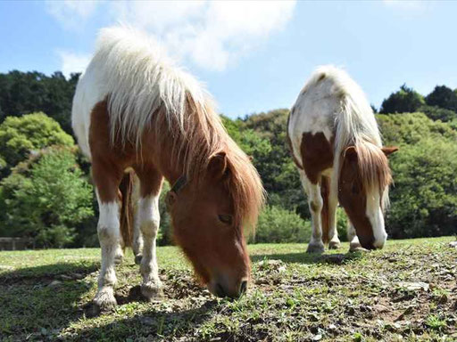 動物広場に住むポニーやうさぎ、ヤギやにわとりたちは、子どもたちの大事な友だち！