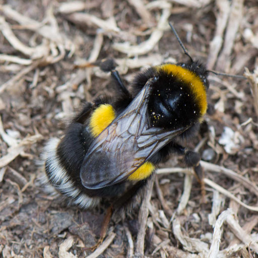 Erdhummel Bombus terrestris 