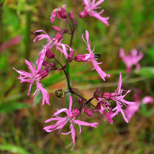 Kuckucks-Lichtnelke Silene flos-cuculi