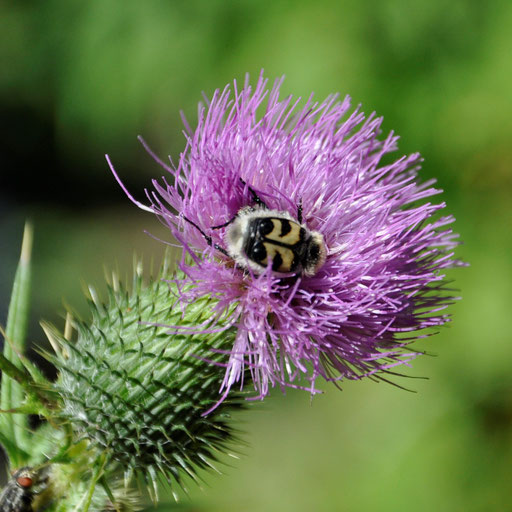 Gemeine Kratzdistel Cirsium vulgare und gebänderter Pinselkäfer