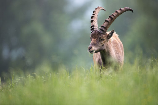 Steinbock (Captive)