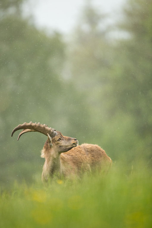 Steinbock (Captive)