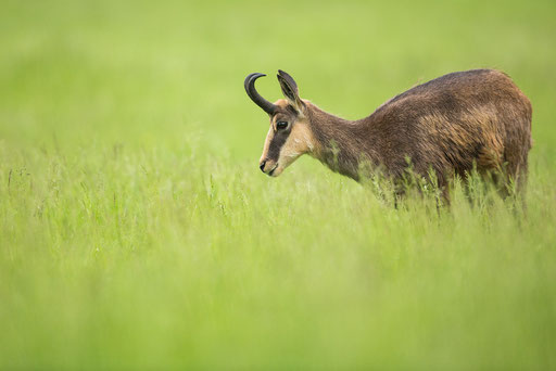 Gams (Captive)