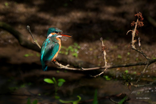 Eisvogel