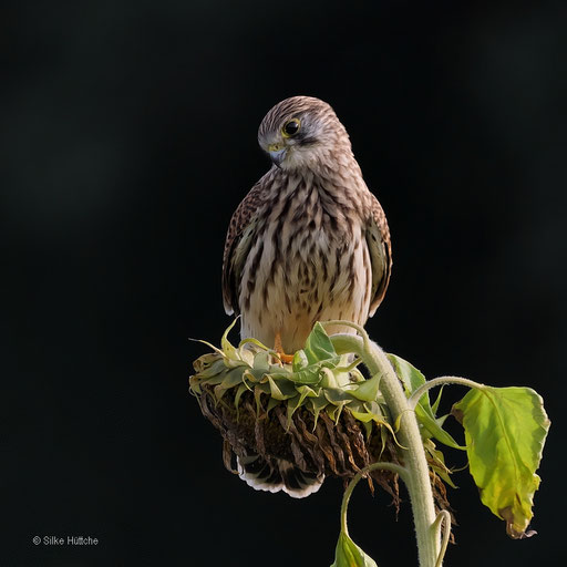 Turmfalke
