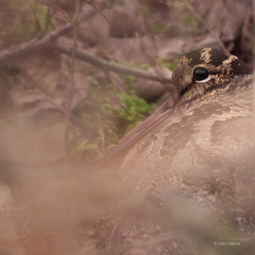Waldschnepfe