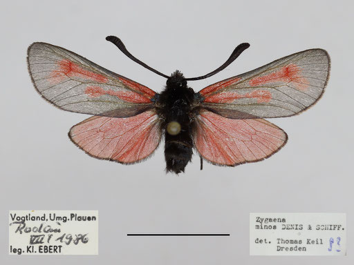 Zygaena minos. - Vogtland, Umg. Plauen bei Rodau, 07.1986, MfN Chemnitz, leg. K. Ebert