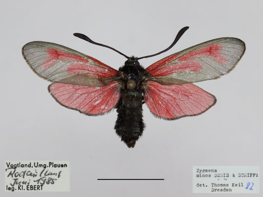 Zygaena minos. - Vogtland, Umg. Plauen bei Rodau, Juni 1985, MfN Chemnitz, leg. K. Ebert