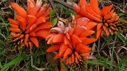 ... dafür wunderschöne Blumen