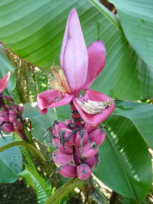 Sogar Bananen kann man als Zierblüten haben...