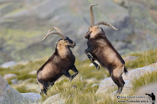 iberian ibex