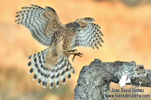 Aterrizaje de azor juvenil