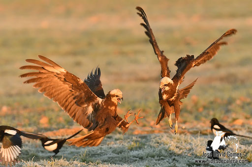 pelea de rapazes