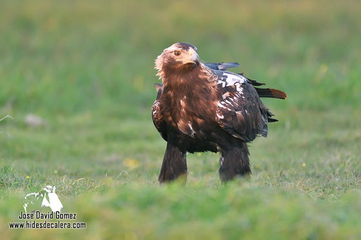 águila imperial