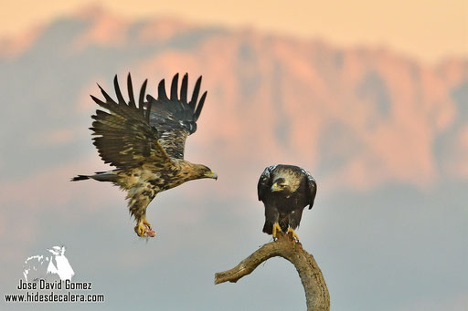 Affûts Aigle Ibérique